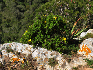 Vivers Càrex - Hypericum balearicum 